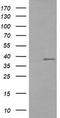 CD33 Molecule antibody, CF506335, Origene, Western Blot image 