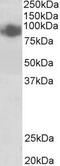 PR/SET Domain 1 antibody, GTX88296, GeneTex, Western Blot image 