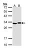 Adenylate Kinase 2 antibody, PA5-29361, Invitrogen Antibodies, Western Blot image 