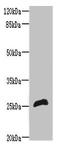 Receptor Transporter Protein 2 antibody, orb31415, Biorbyt, Western Blot image 