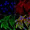 Potassium Voltage-Gated Channel Subfamily J Member 10 antibody, LS-C773703, Lifespan Biosciences, Immunocytochemistry image 