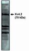 Potassium Voltage-Gated Channel Subfamily D Member 2 antibody, PA1-12660, Invitrogen Antibodies, Western Blot image 