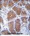 MID1 Interacting Protein 1 antibody, PA5-71746, Invitrogen Antibodies, Immunohistochemistry paraffin image 