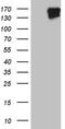 FYVE And Coiled-Coil Domain Containing 1 antibody, TA809860S, Origene, Western Blot image 