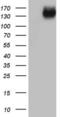 Erb-B2 Receptor Tyrosine Kinase 4 antibody, LS-C339407, Lifespan Biosciences, Western Blot image 