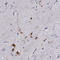 RUN Domain Containing 3A antibody, HPA023548, Atlas Antibodies, Immunohistochemistry frozen image 