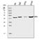 Mitogen-Activated Protein Kinase Kinase 1 antibody, A00292, Boster Biological Technology, Western Blot image 