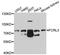 Fc Receptor Like 3 antibody, A10452, ABclonal Technology, Western Blot image 