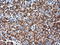 Regulator Of G Protein Signaling 16 antibody, LS-C173564, Lifespan Biosciences, Immunohistochemistry frozen image 