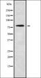 NCK Interacting Protein With SH3 Domain antibody, orb338695, Biorbyt, Western Blot image 