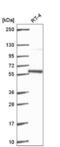 Pleiotropic Regulator 1 antibody, NBP2-56917, Novus Biologicals, Western Blot image 