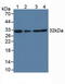 Complement C1q Binding Protein antibody, MBS2026463, MyBioSource, Western Blot image 