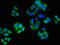 Tubulin alpha-3C/D chain antibody, LS-C395223, Lifespan Biosciences, Immunofluorescence image 