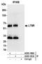 Lymphotoxin Beta Receptor antibody, A305-161A, Bethyl Labs, Immunoprecipitation image 