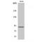 A-Kinase Anchoring Protein 1 antibody, LS-C381953, Lifespan Biosciences, Western Blot image 