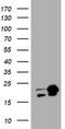 NME/NM23 Nucleoside Diphosphate Kinase 1 antibody, CF801285, Origene, Western Blot image 