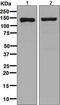 CCCTC-Binding Factor antibody, ab128873, Abcam, Western Blot image 