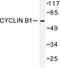 Cyclin B1 antibody, LS-C176271, Lifespan Biosciences, Western Blot image 