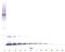 Interleukin 7 antibody, PP013B2, Origene, Western Blot image 