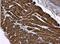 SAMM50 Sorting And Assembly Machinery Component antibody, NBP2-20257, Novus Biologicals, Immunohistochemistry paraffin image 
