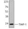 TIMP Metallopeptidase Inhibitor 1 antibody, 635302, BioLegend, Western Blot image 