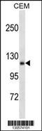 Angiomotin antibody, 60-019, ProSci, Western Blot image 