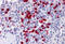 NLR Family Pyrin Domain Containing 7 antibody, MBS243962, MyBioSource, Immunohistochemistry frozen image 