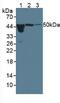 Orosomucoid 1 antibody, abx131710, Abbexa, Western Blot image 