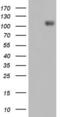 Interferon Induced With Helicase C Domain 1 antibody, LS-C338830, Lifespan Biosciences, Western Blot image 