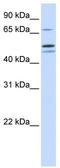 Glutamyl-TRNA Synthetase 2, Mitochondrial antibody, TA339988, Origene, Western Blot image 