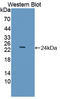 mASH-1 antibody, LS-C374951, Lifespan Biosciences, Western Blot image 