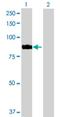 Rho Guanine Nucleotide Exchange Factor 7 antibody, H00008874-D01P, Novus Biologicals, Western Blot image 