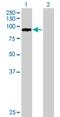 Zinc Finger Protein 274 antibody, H00010782-B01P, Novus Biologicals, Western Blot image 