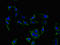 Potassium Voltage-Gated Channel Interacting Protein 4 antibody, LS-C399395, Lifespan Biosciences, Immunofluorescence image 