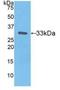 Coagulation Factor III, Tissue Factor antibody, LS-C297794, Lifespan Biosciences, Western Blot image 