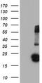 Fibroblast Growth Factor 21 antibody, TA502772, Origene, Western Blot image 