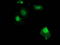 Zinc Finger AN1-Type Containing 2B antibody, LS-C172664, Lifespan Biosciences, Immunofluorescence image 