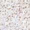 Flap Structure-Specific Endonuclease 1 antibody, NB100-321, Novus Biologicals, Immunohistochemistry frozen image 