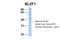 Basic Leucine Zipper Nuclear Factor 1 antibody, 25-174, ProSci, Western Blot image 