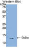 FKBP Prolyl Isomerase 1B antibody, LS-C301101, Lifespan Biosciences, Western Blot image 