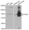 Syntaxin Binding Protein 1 antibody, abx004153, Abbexa, Western Blot image 