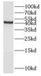Paraoxonase 1 antibody, FNab06638, FineTest, Western Blot image 