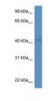 Twinfilin Actin Binding Protein 1 antibody, orb330851, Biorbyt, Western Blot image 