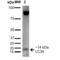 LC3A antibody, SPC-613D-A633, StressMarq, Western Blot image 