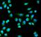 ClpB Homolog, Mitochondrial AAA ATPase Chaperonin antibody, A02912-2, Boster Biological Technology, Immunofluorescence image 