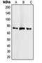 Scm Polycomb Group Protein Like 2 antibody, orb214981, Biorbyt, Western Blot image 