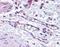 Egl-9 Family Hypoxia Inducible Factor 1 antibody, PA1-16524, Invitrogen Antibodies, Immunohistochemistry paraffin image 