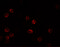 Interferon Lambda 3 antibody, 7479, ProSci Inc, Immunofluorescence image 