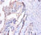 Matrix Metallopeptidase 7 antibody, A51829-100, Epigentek, Immunohistochemistry paraffin image 