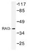 G Protein-Coupled Receptor Class C Group 5 Member A antibody, AP01430PU-N, Origene, Western Blot image 